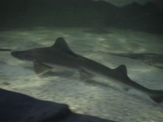 shark1.jpg