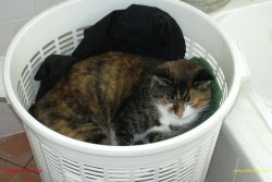 Cat_in_Clothes_Basket.jpg