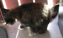 Cat_After_Bath.jpg