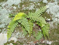 fern.jpg