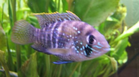 blue_acara_side_shot_2.jpg