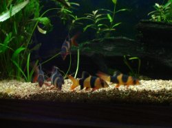 loaches.JPG