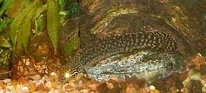 bichir2.jpg