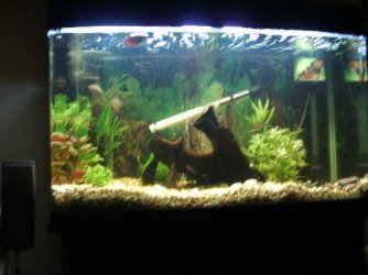 tank_with_my_fish_that_seem_very_happy_005.jpg