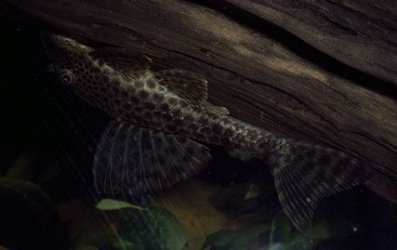 pleco.jpg