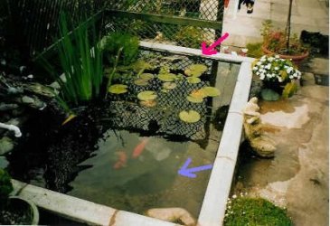 fishpond17jf.jpg