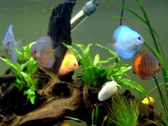 Discus_Fish_640x480.jpg