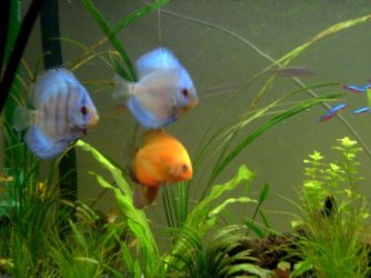 Discus_Fish_2_640x480.jpg