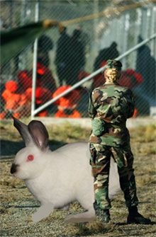 rabbit.jpg