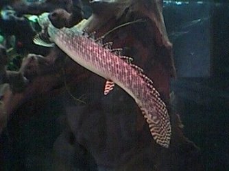 bichir_3.jpg