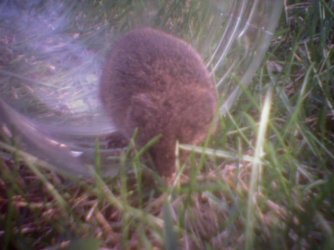 vole_getting_to_the_grass.jpg