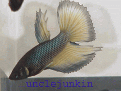 unclejunkin_1746_160004.gif