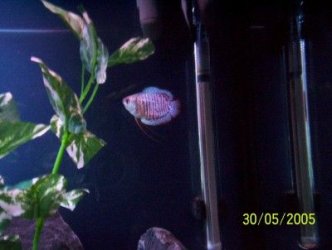 gourami.jpg