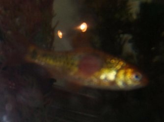 fish_016.jpg