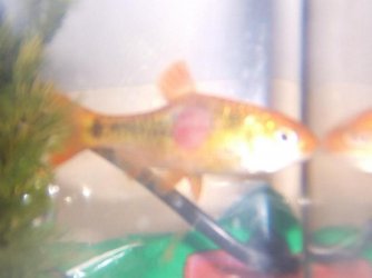 fish_018.jpg