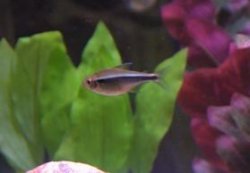 Blackneontetra2.jpg