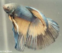 Betta_20splendens_20Crowntail.jpg