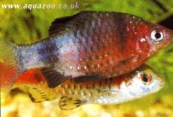 fish_Barbus_nigrofasciatus.jpg