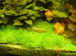 Apistogramma_Hongsloi.JPG