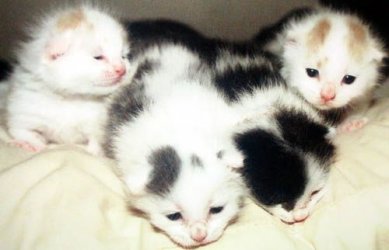 4_kittens.jpg