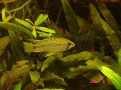 Apistogramma_Algodon_I_Male_Fit.JPG