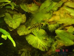 Apistogramma_Puerto_Narino_Female_Fit.JPG