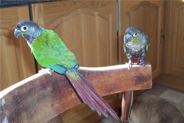 conures_080605.jpg