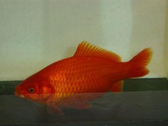 common_english_goldfish.JPG