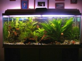 55_gallon_wednesday_1_4_1_1_3_1_1_1_1_1_1_1_1_1_1.JPG