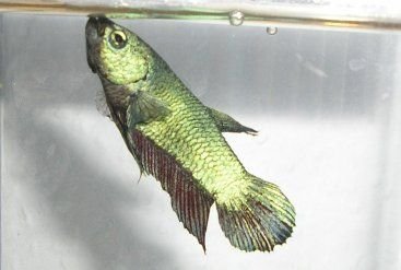 masked_betta_male.jpg