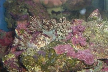 pulsing_xenia_050805.jpg