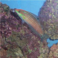 wrasse2_050805.jpg