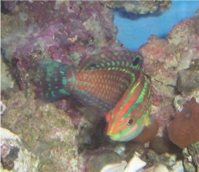 wrasse_050805.jpg