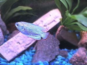 Gourami.jpg