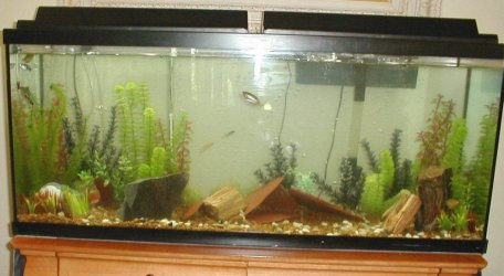 fish_tank__88.jpg