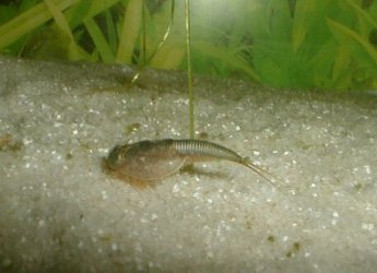 triops.jpg