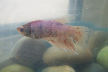 betta2_160805.jpg