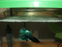 bettas_156.jpg