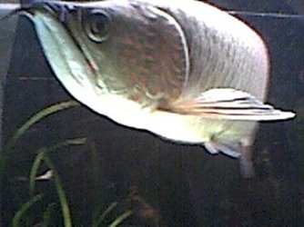 arowana_6.jpg