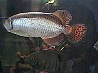 arowana_7.jpg