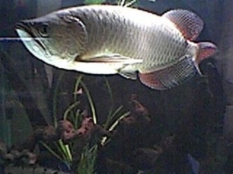 Arowana_3.jpg