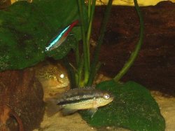 Cichlid_1_with_neon_8th_Sept.jpg