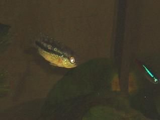 Cichlid_2_8th_Sept.jpg