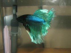 bettas_215.jpg