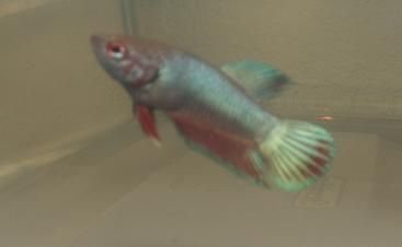 bettas_237.jpg