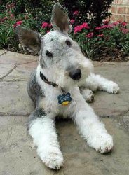 wirefoxterrier.jpg