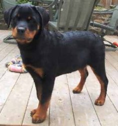 ROTTWEILER_PUPPY2.jpg