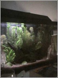 10gal.jpg