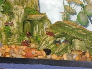 sorority_tank_shot_5_of_6.jpg