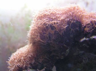 011005polyps.jpg